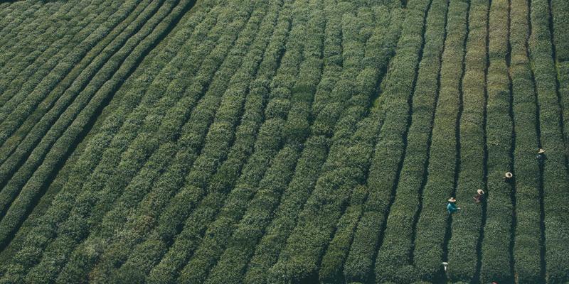 Agent Casinos 35:深入解析在线赌博代理模式的运作与风险