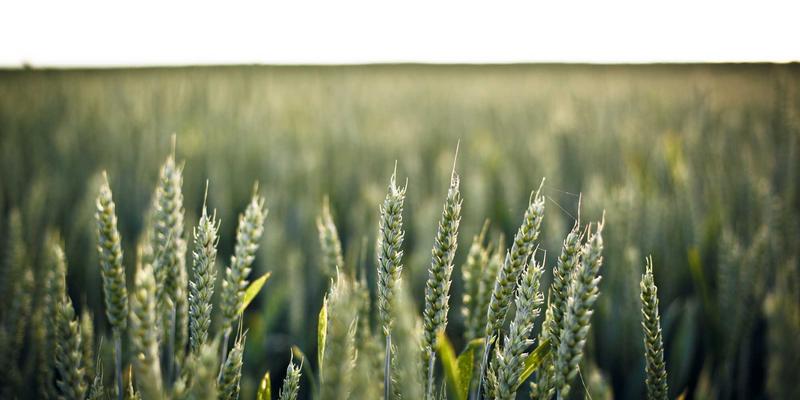 Agent Casino平台如何通过多语言客服支持提升娱乐体验与玩家留存率