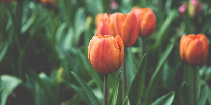 Agent Casino平台游戏库存管理：如何平衡经典游戏与热门新作引入